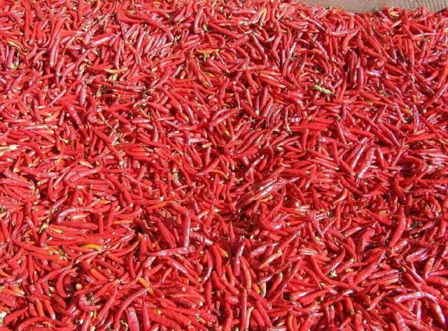 2016年河南最新干辣椒批发价格，小宝极品内射国产在线产地供应