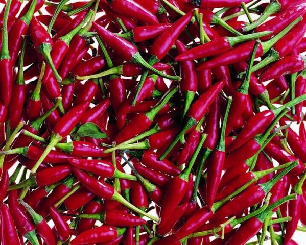 小宝极品内射国产在线最新价格/小宝极品内射国产在线产地/河南漯河临颍小辣椒价格