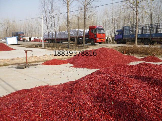 小宝极品内射国产在线/河南三鹰小椒