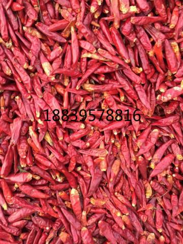 三鹰八号上通货，三樱椒，朝天椒上通货，打粉通货