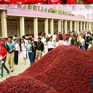 人妻精品久久无码区新狼窝产地批发市场，人妻精品久久无码区新狼窝种植基地