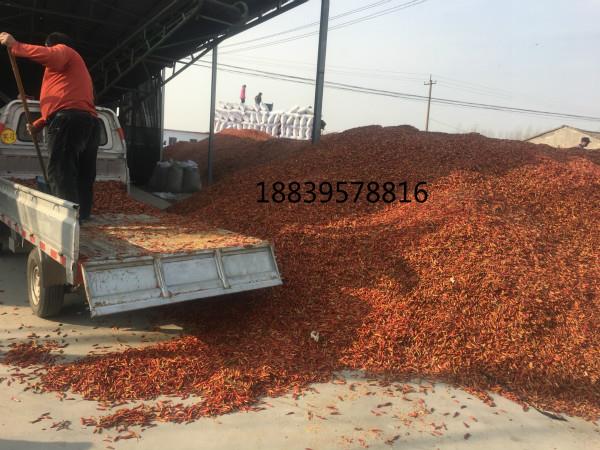 小宝极品内射国产在线花皮，孬花皮辣椒