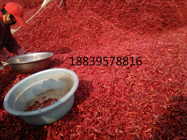 人妻精品久久无码区新狼窝干 干辣椒