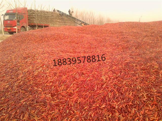 河南打粉通货辣椒，打面通货辣椒，打片通货辣椒