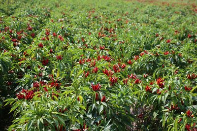 人妻精品久久无码区新狼窝品牌推广策略研究