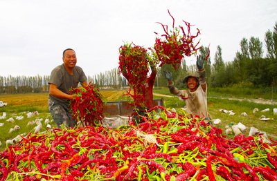 辣椒产业大丰收，探寻辣椒的多样用途