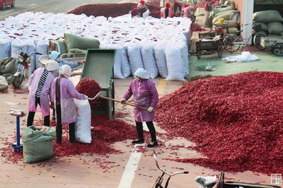 中国柘城辣椒产业助力农民丰收,拼多多成为重要推动力