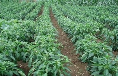 辣椒种植101:打造丰收的秘诀