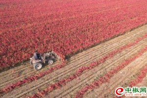 甘谷辣椒上榜“国字号”名录