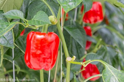从种植到世界味蕾:了解辣椒栽培的基本原理