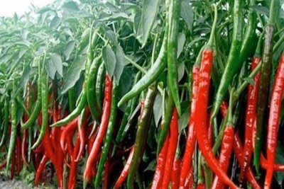 辣椒真的能燃烧脂肪吗？揭秘辣椒的减肥效果