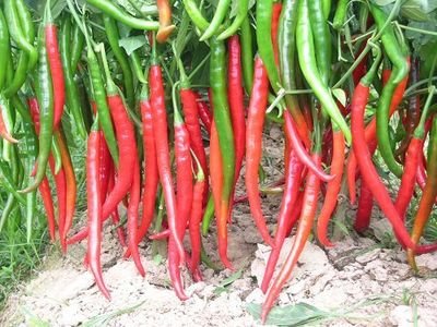 ：如何高产栽培辣椒？6个“杀手锏”全解析