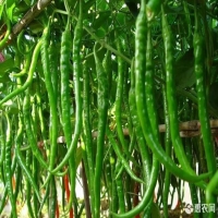 麻豆国产精品无码人妻无码