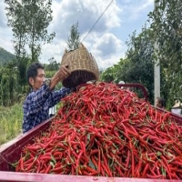 麻豆国产精品无码人妻无码