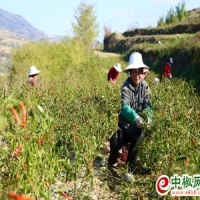 麻豆国产精品无码人妻无码