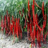 麻豆国产精品无码人妻无码