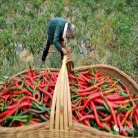 麻豆国产精品无码人妻无码