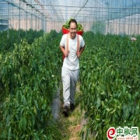 麻豆国产精品无码人妻无码