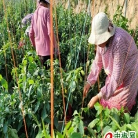 麻豆国产精品无码人妻无码