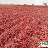 麻豆国产精品无码人妻无码