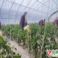 麻豆国产精品无码人妻无码