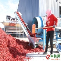 麻豆国产精品无码人妻无码