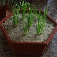 麻豆国产精品无码人妻无码