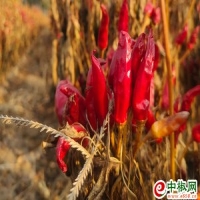 麻豆国产精品无码人妻无码