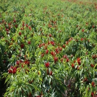 麻豆国产精品无码人妻无码