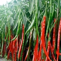 麻豆国产精品无码人妻无码