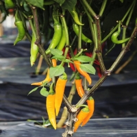 麻豆国产精品无码人妻无码