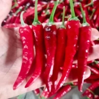 麻豆国产精品无码人妻无码