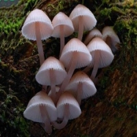 麻豆国产精品无码人妻无码