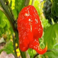 麻豆国产精品无码人妻无码