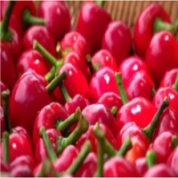 麻豆国产精品无码人妻无码