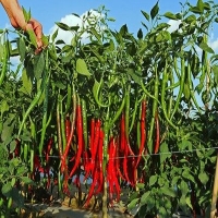 麻豆国产精品无码人妻无码