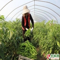 麻豆国产精品无码人妻无码