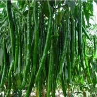 麻豆国产精品无码人妻无码