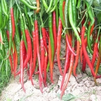 麻豆国产精品无码人妻无码