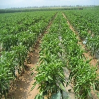 麻豆国产精品无码人妻无码