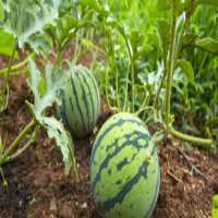 麻豆国产精品无码人妻无码