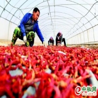 麻豆国产精品无码人妻无码