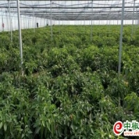 麻豆国产精品无码人妻无码