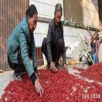 麻豆国产精品无码人妻无码